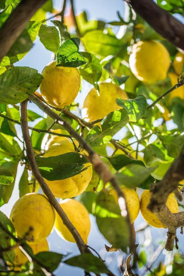 Frühstückspension Lemon Tree
